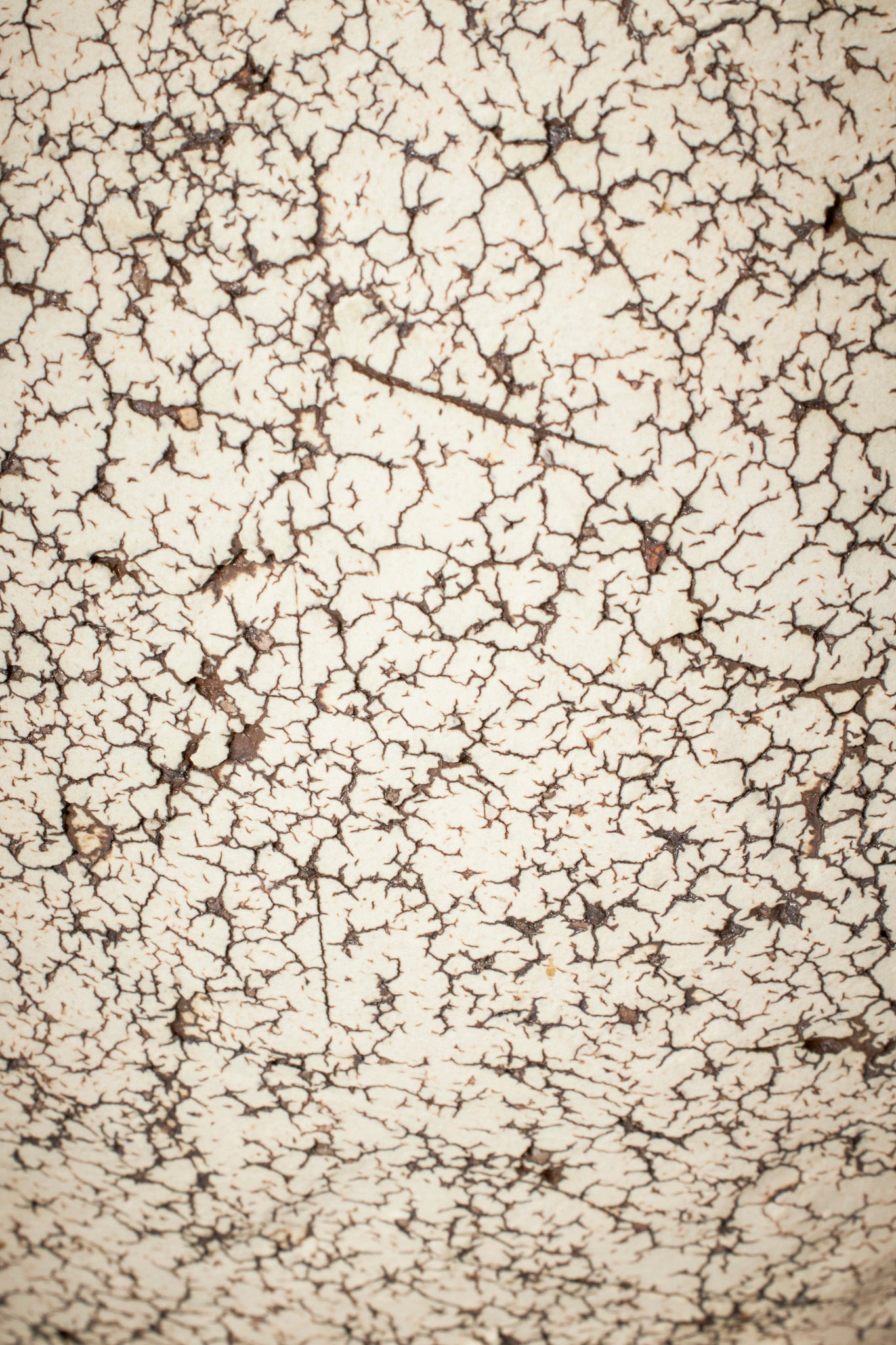 中根 楽｜罅化粧壺 大